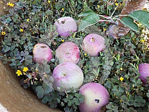Wet apples on the ground with green clovers