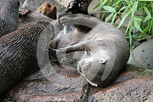 Wet Asian small-clawed otters