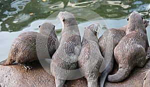 Wet Asian small-clawed otters