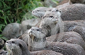 Wet Asian small-clawed otters