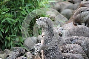 Lontra bagnato asiatico lontre gruppo 
