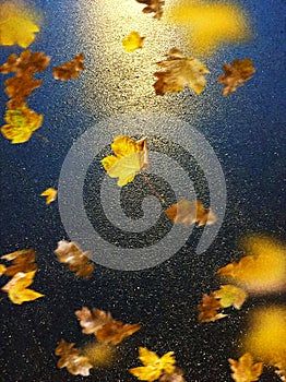 Wet asphalt city night raindrops water reflection autumn leaves  fall season street evening light blurred  light evening