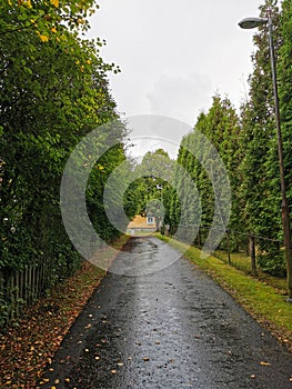 Wet asphalt lane in Autumn