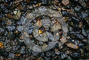 Wet asphalt, pavement texture, dark background