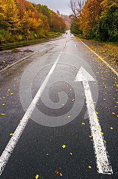 Wet asphalt road through forest in deep autumn