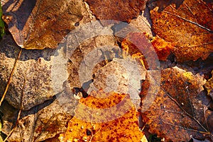 Wet autumn aspen leaves closeup