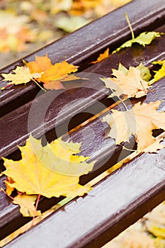 Wet autumn bench.