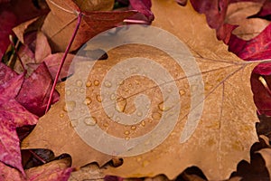 Wet autumn leafs with visible drops water