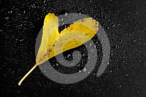 Wet autumn leave with a drop of dew on a dark background