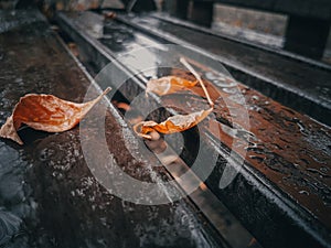 Wet autumn leaves on a bench in the park. Selective focus