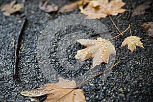 Wet Autumn Leaves on Pavement