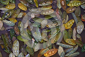 Wet autumn leaves in puddle with water drops. Autumn background