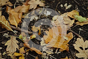 Wet autumnal leaves on the soil. Autumn forest background. After rain
