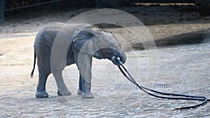 Wet baby Elephant playing with water hose in Zoo Wuppertal, Germany. Zookeeper brushing elephant skin.