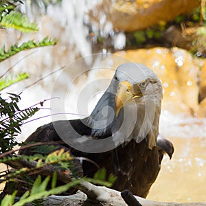 Wet Bald Eagle bird outdoor next to tree branches.