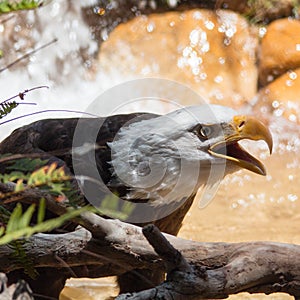 Wet Bald Eagle outdoor next to a tree and water in the background.