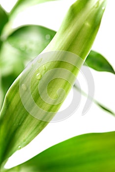 Wet bamboo leaf 1