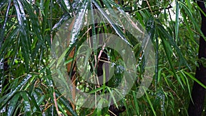 Wet Bamboo Leaves. Bambusa tulda, or Indian timber bamboo during monsoon in India