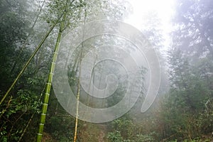 wet bamboo in mist rainforest in area of Dazhai