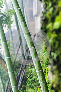 wet bamboo trunk in Tiantou village