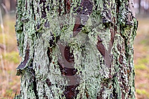 Wet bark of a pine tree. Pien-coniferous tree in the forest