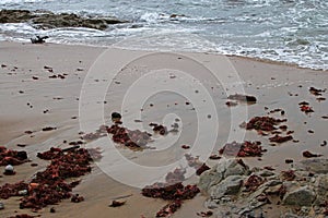 WET BEACH WITH RED SEAWEED