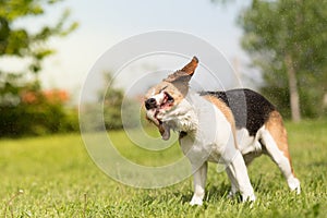 Wet Beagle dog shaking