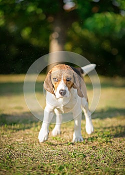Wet Beagle dog shaking