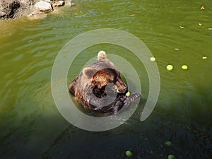 Wet bear in the water eats green apples. Eurasian brown bear Ursus arctos arctos is common subspecies of the brown bear