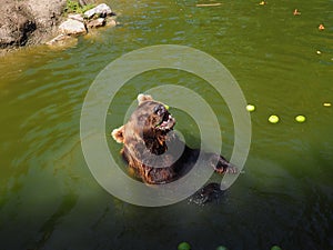 Wet bear in the water eats green apples. Eurasian brown bear Ursus arctos arctos is common subspecies of the brown bear