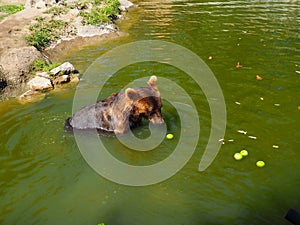 Wet bear in the water eats green apples. Eurasian brown bear Ursus arctos arctos is common subspecies of the brown bear