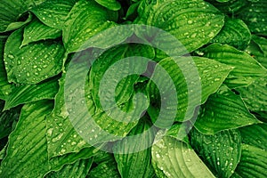 Wet Beautiful leaves Hosta with raindrops after rain, close-up. Hosta in the garden. Textures, banner.