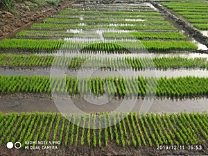 Wet bed method of nursery