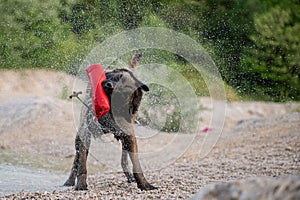 Wet belgian malinois dog shaking off the water