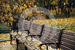 Wet bench in the autumn park