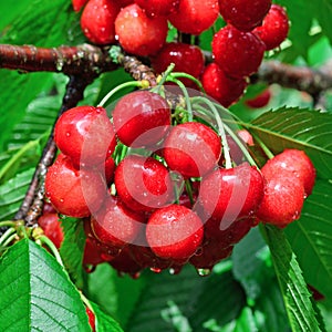 Wet berries of sweet cherries