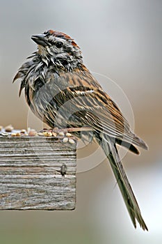 Wet bird at feeder