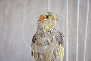 Wet bird, wet cockatiel after swimming