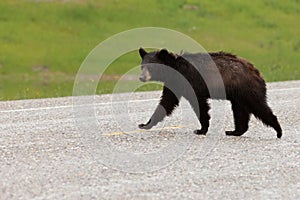 Wet Black Bear Ursus americanus crossing road