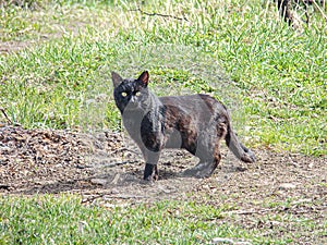 A wet, black cat stands on muddy ground with grass patches, looking right or towards off-camera subject Background hints photo
