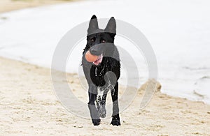 Wet black dog runs along the beach
