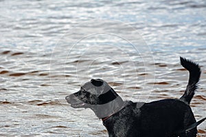 Wet black dog in the water