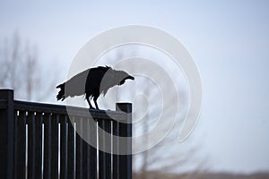 Wet Black Vulture on a Rail