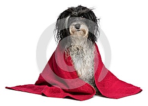 Wet black and white havanese dog after bath