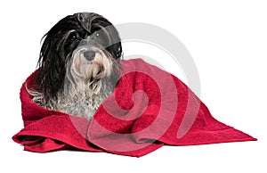 Wet black and white havanese dog after bath