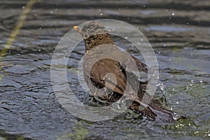 A wet blackbird chick bathes in the city fountain. Little songbird. Thrush chick.