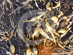 Wet bladder wrack in the creek