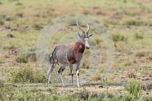 Wet blesbok in the Mountain Zebra National Park