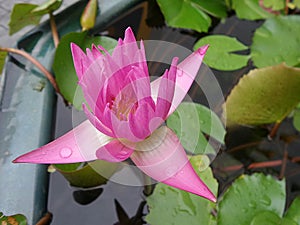 Wet blooming waterlily in crystal clear water