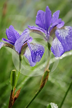 Wet blue iris with drops after rain